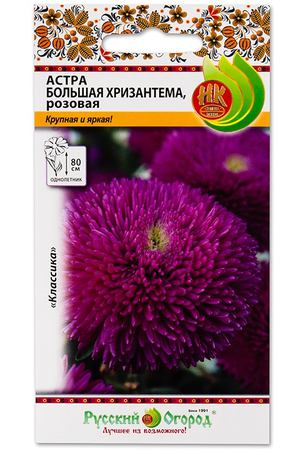 Цветы астра Русский огород большая хризантема розовая