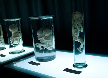 Научно-просветительская выставка "Тело человека: мертвые учат живых"